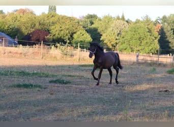 PRE, Stallion, 1 year, Black