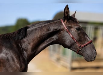 PRE, Stallion, 1 year, Black