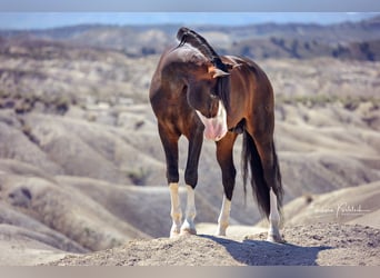 PRE, Stallion, 1 year, Brown