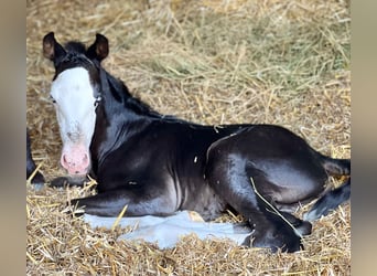 PRE, Stallion, 1 year, Brown