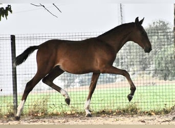 PRE, Stallion, 1 year, Brown