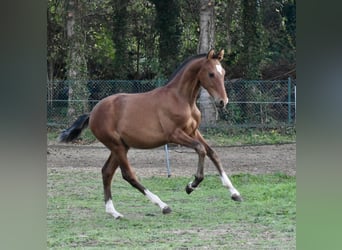 PRE, Stallion, 1 year, Brown