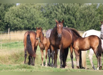 PRE, Stallion, 1 year, Brown