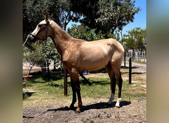 PRE, Stallion, 1 year, Brown