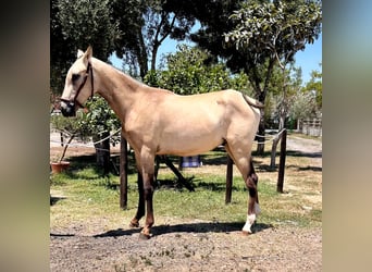 PRE, Stallion, 1 year, Brown