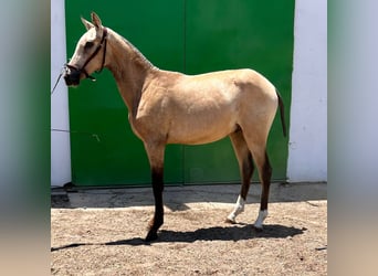 PRE, Stallion, 1 year, Brown