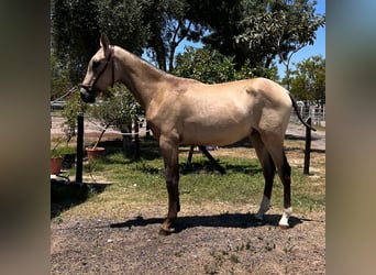 PRE, Stallion, 1 year, Brown