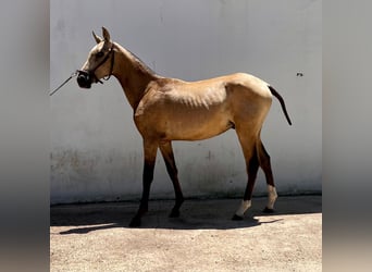 PRE, Stallion, 1 year, Brown