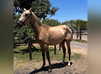 PRE, Stallion, 1 year, Brown