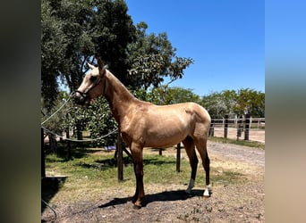 PRE, Stallion, 1 year, Brown