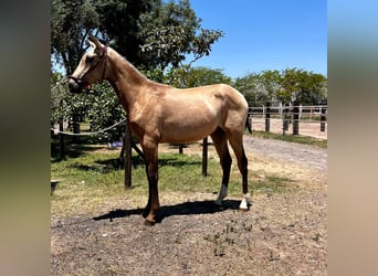 PRE, Stallion, 1 year, Brown