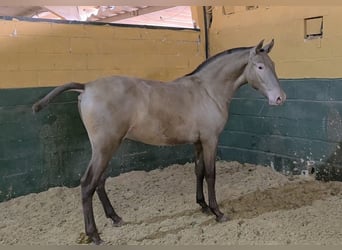 PRE Mix, Stallion, 1 year, Champagne