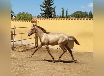 PRE Mix, Stallion, 1 year, Champagne