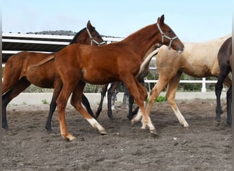 PRE, Stallion, 1 year, Chestnut-Red
