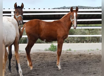 PRE, Stallion, 1 year, Chestnut-Red