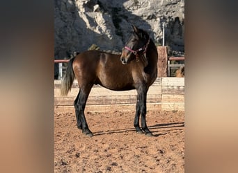 PRE Mix, Stallion, 1 year