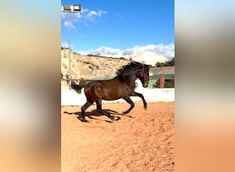 PRE Mix, Stallion, 1 year