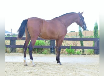 PRE, Stallion, 1 year