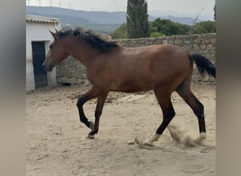PRE, Stallion, 1 year