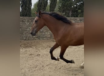 PRE, Stallion, 1 year