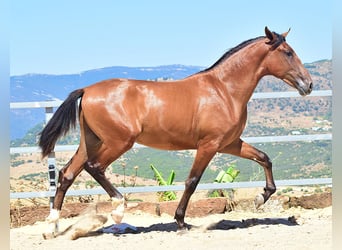 PRE, Stallion, 1 year