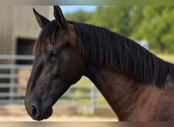 PRE Mix, Stallion, 1 year