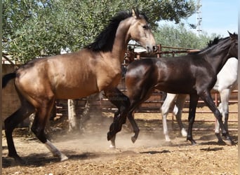 PRE, Stallion, 1 year, Dun