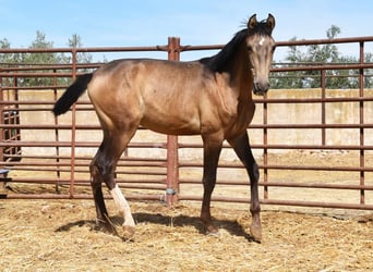 PRE, Stallion, 1 year, Dun