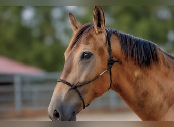 PRE Mix, Stallion, 1 year, Dun