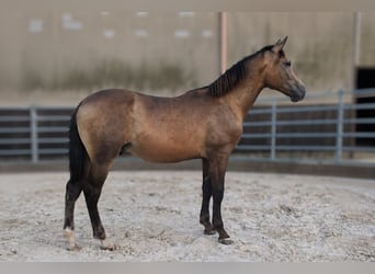 PRE Mix, Stallion, 1 year, Dun