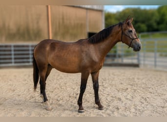 PRE Mix, Stallion, 1 year, Dun