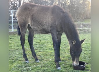 PRE, Stallion, 1 year, Dun