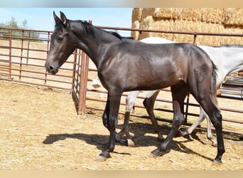 PRE, Stallion, 1 year, Gray