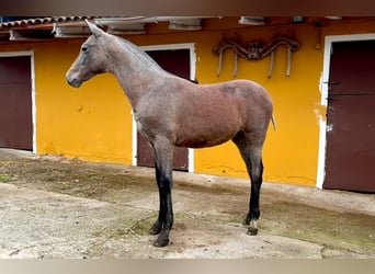 PRE, Stallion, 1 year, Gray