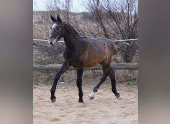 PRE, Stallion, 1 year, Gray