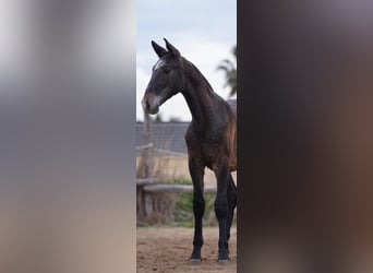 PRE, Stallion, 1 year, Gray