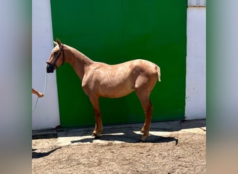 PRE, Stallion, 1 year, Gray