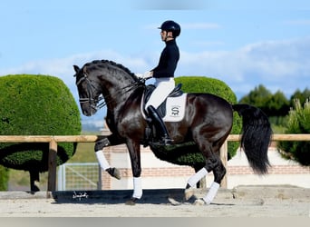 PRE Mix, Stallion, 1 year, Grey