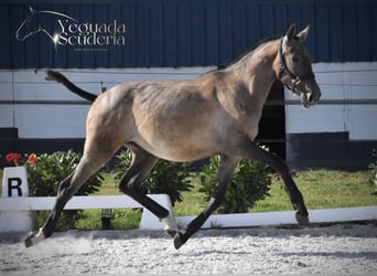 PRE, Stallion, 1 year, Grey