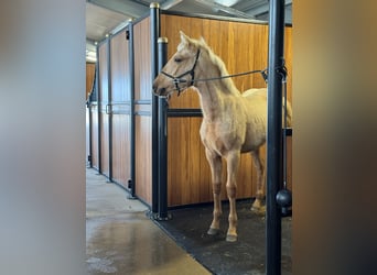 PRE, Stallion, 1 year, Palomino