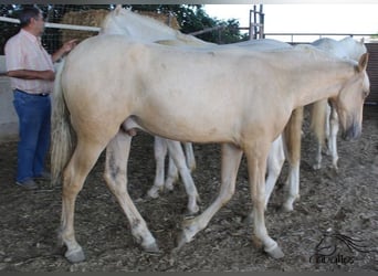 PRE, Stallion, 1 year, Palomino