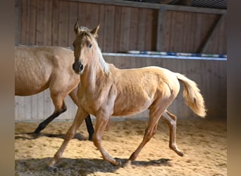 PRE, Stallion, 1 year, Palomino