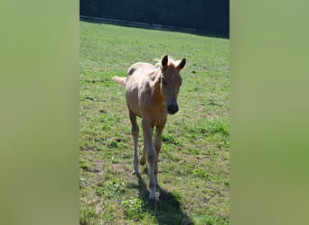 PRE, Stallion, 1 year, Palomino