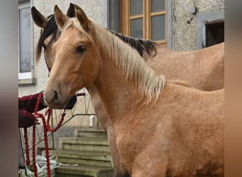 PRE, Stallion, 1 year, Palomino
