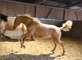 PRE, Stallion, 1 year, Palomino