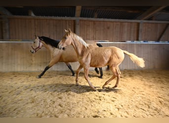 PRE, Stallion, 1 year, Palomino