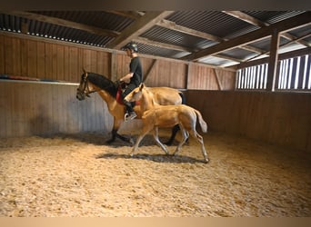 PRE, Stallion, 1 year, Palomino