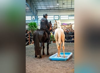 PRE, Stallion, 1 year, Palomino