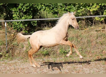 PRE, Stallion, 1 year, Palomino