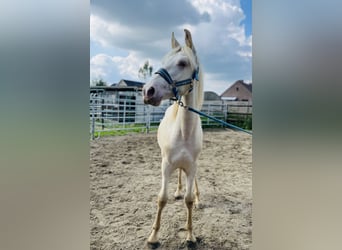 PRE, Stallion, 1 year, Pearl